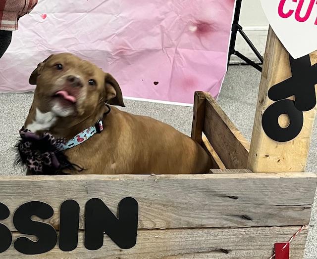 Enlarge Bella , a ADOPTABLE mixed breed in Egg Harbor City, NJ image 5/5