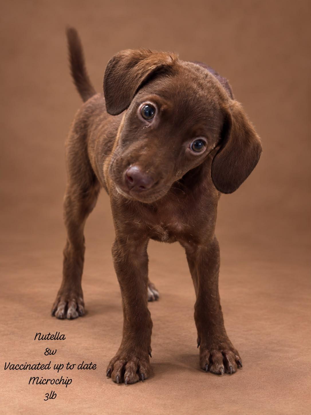 Enlarge NUTELLA (out of town), a Adoptable mixed breed in New York, NY image 2/2