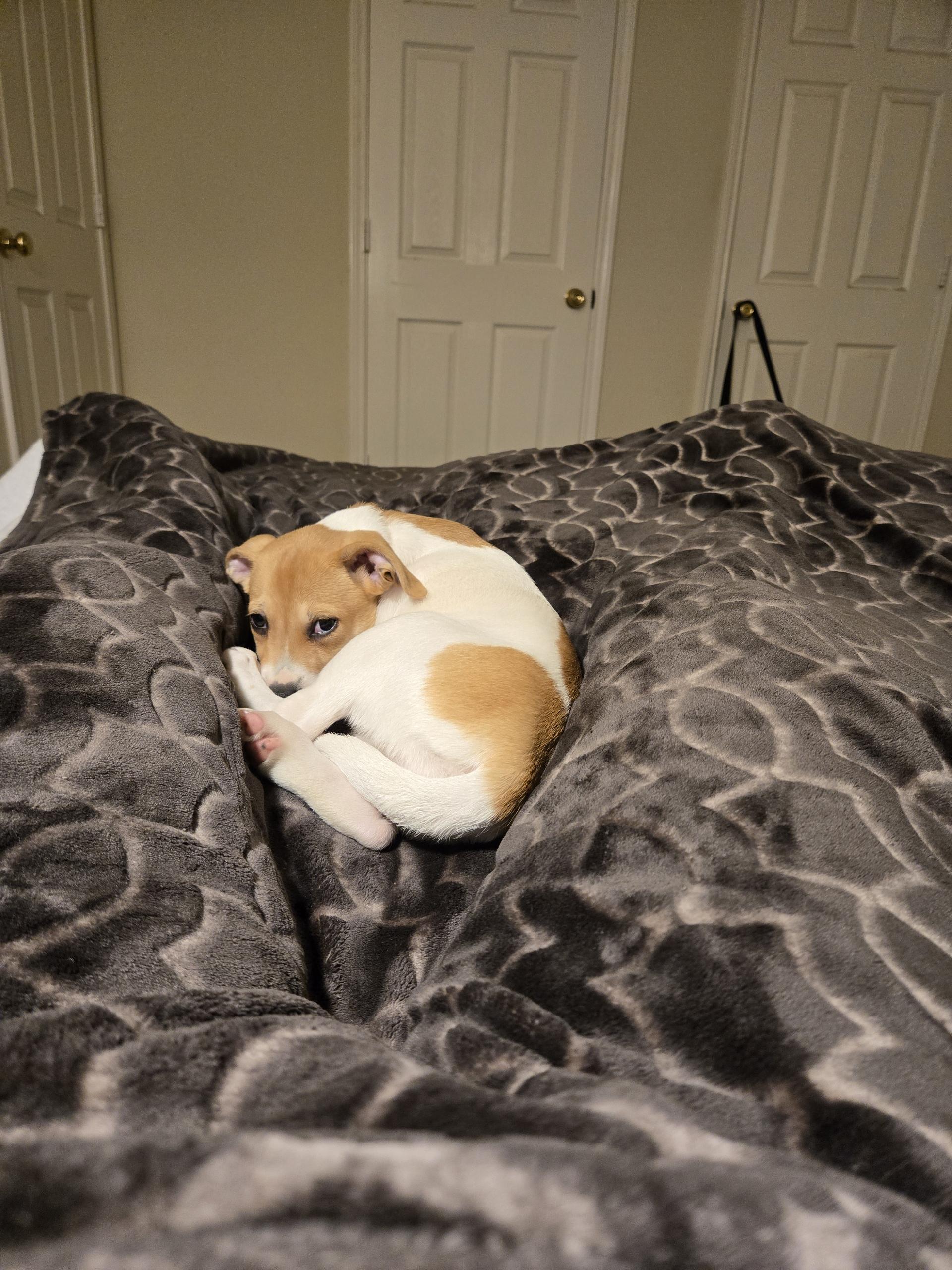 Trixie, an adopted mixed breed in Plano, TX image 2/3