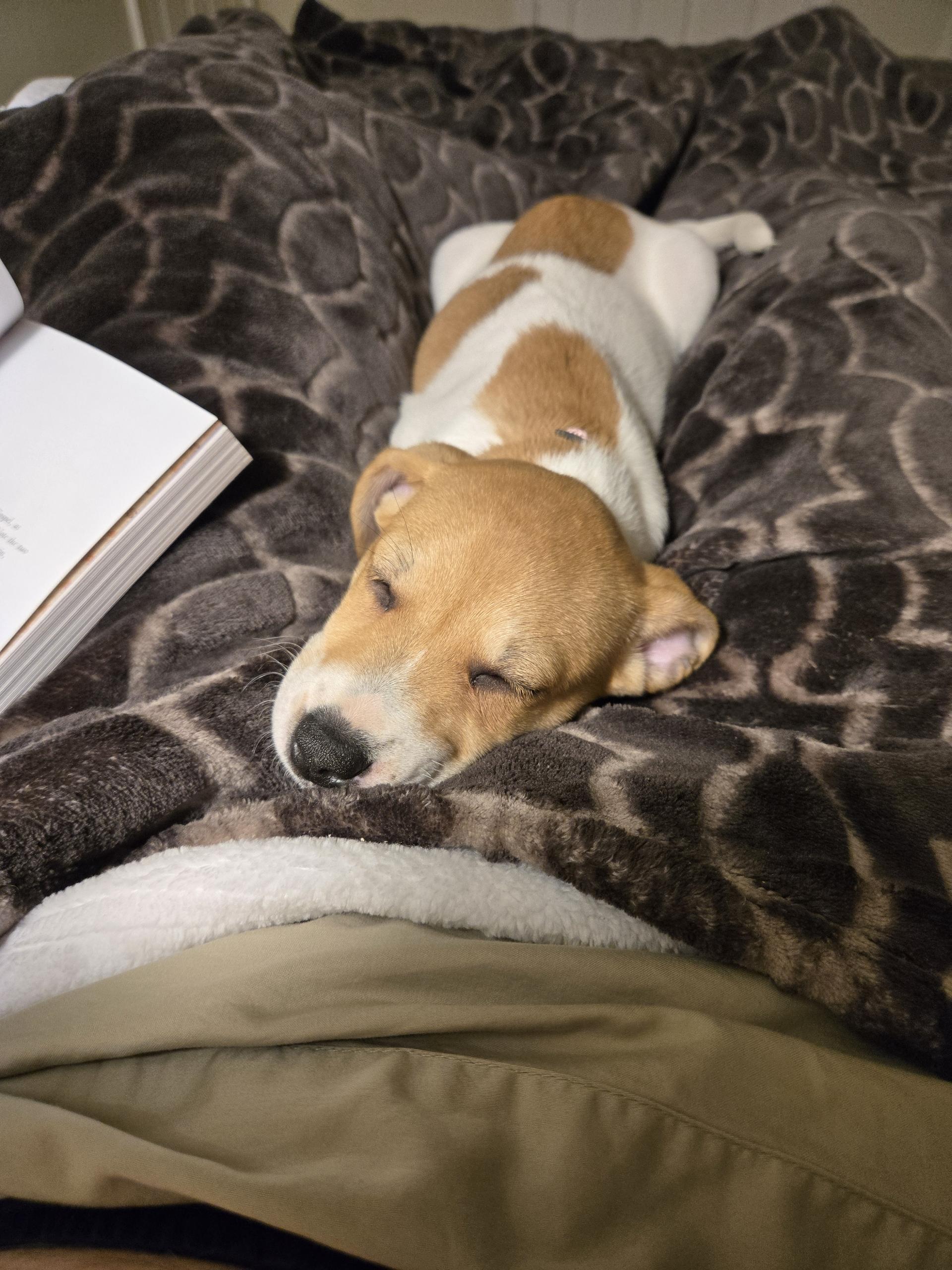 Trixie, adopted, Puppy Female Beagle & Chiweenie.