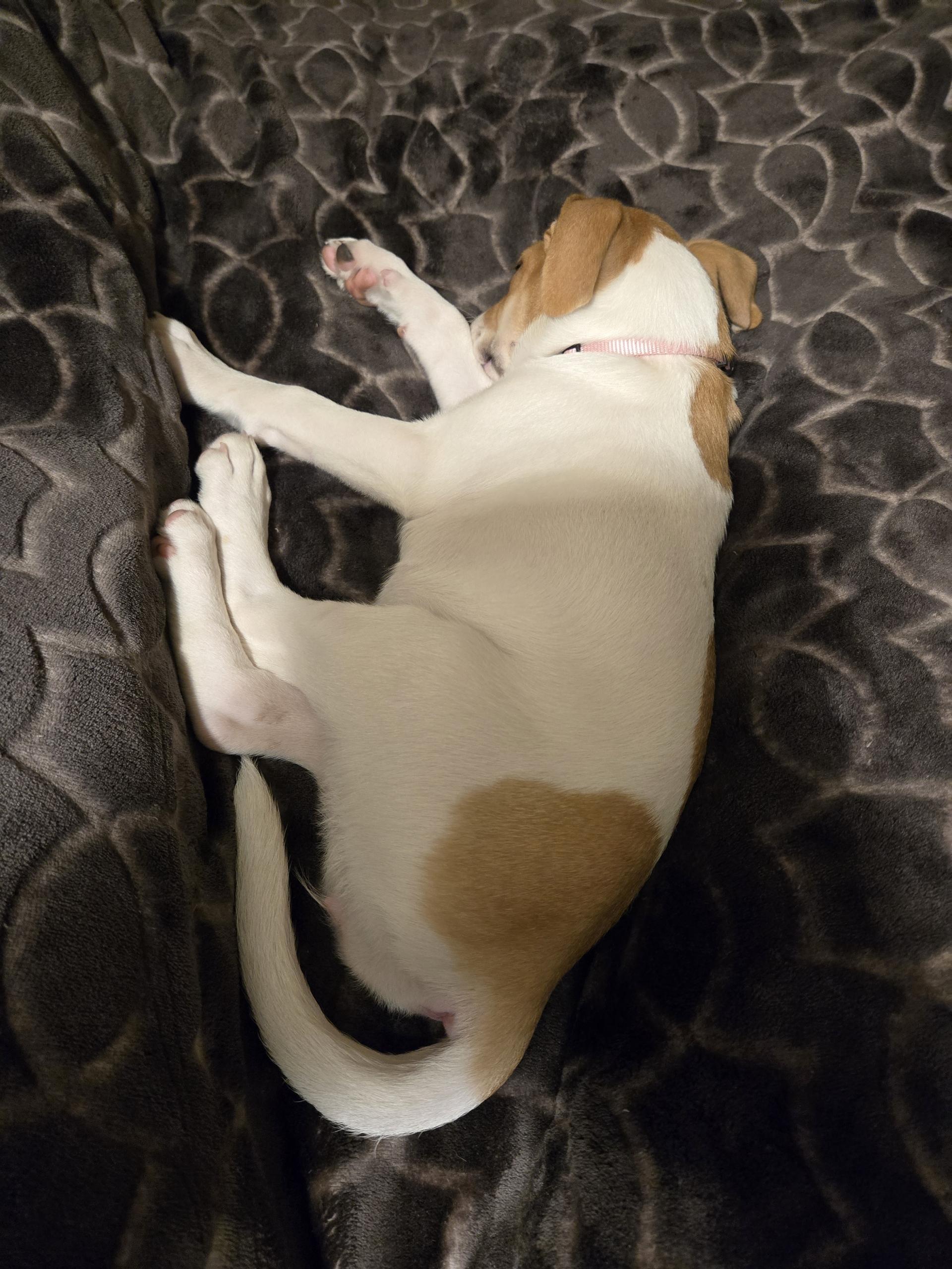 Trixie, an adopted mixed breed in Plano, TX image 3/3