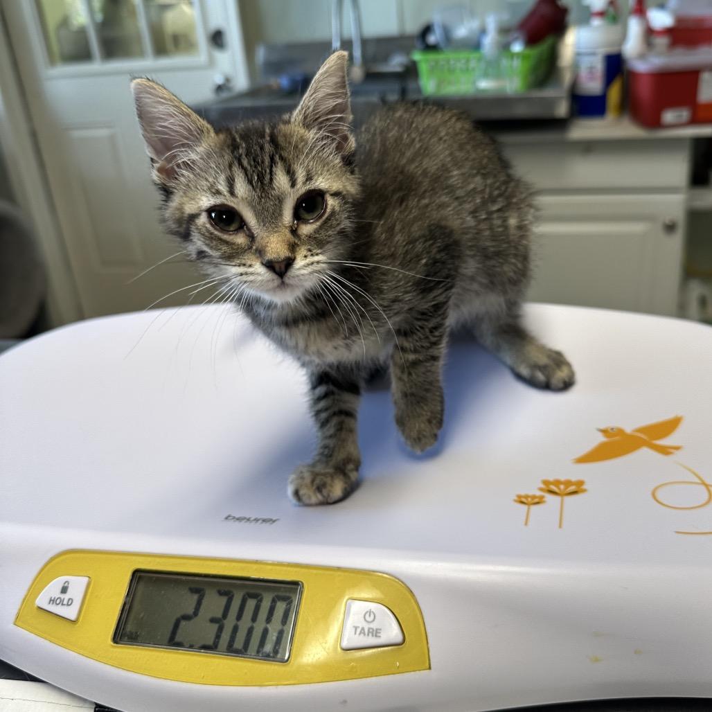 Cinnamon, Adoptable, Young Female Domestic Short Hair.