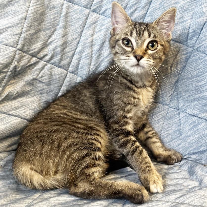 Enlarge Cinnamon, a Adoptable Domestic Short Hair in Mount Juliet, TN image 1/2