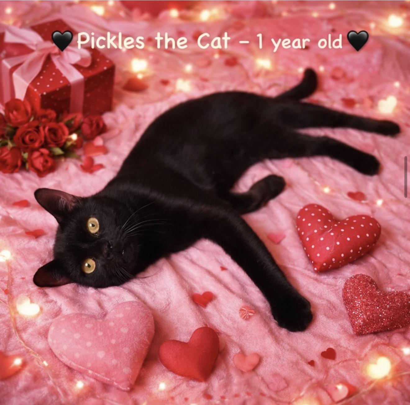 Pickles the Cat, Adoptable, Young Male American Shorthair.