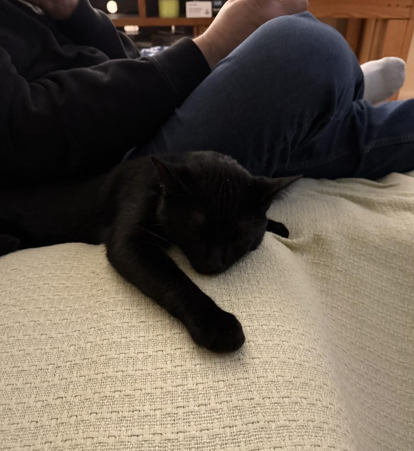 Enlarge Pickles the Cat, a Adoptable American Shorthair in Staten Island, NY image 5/6