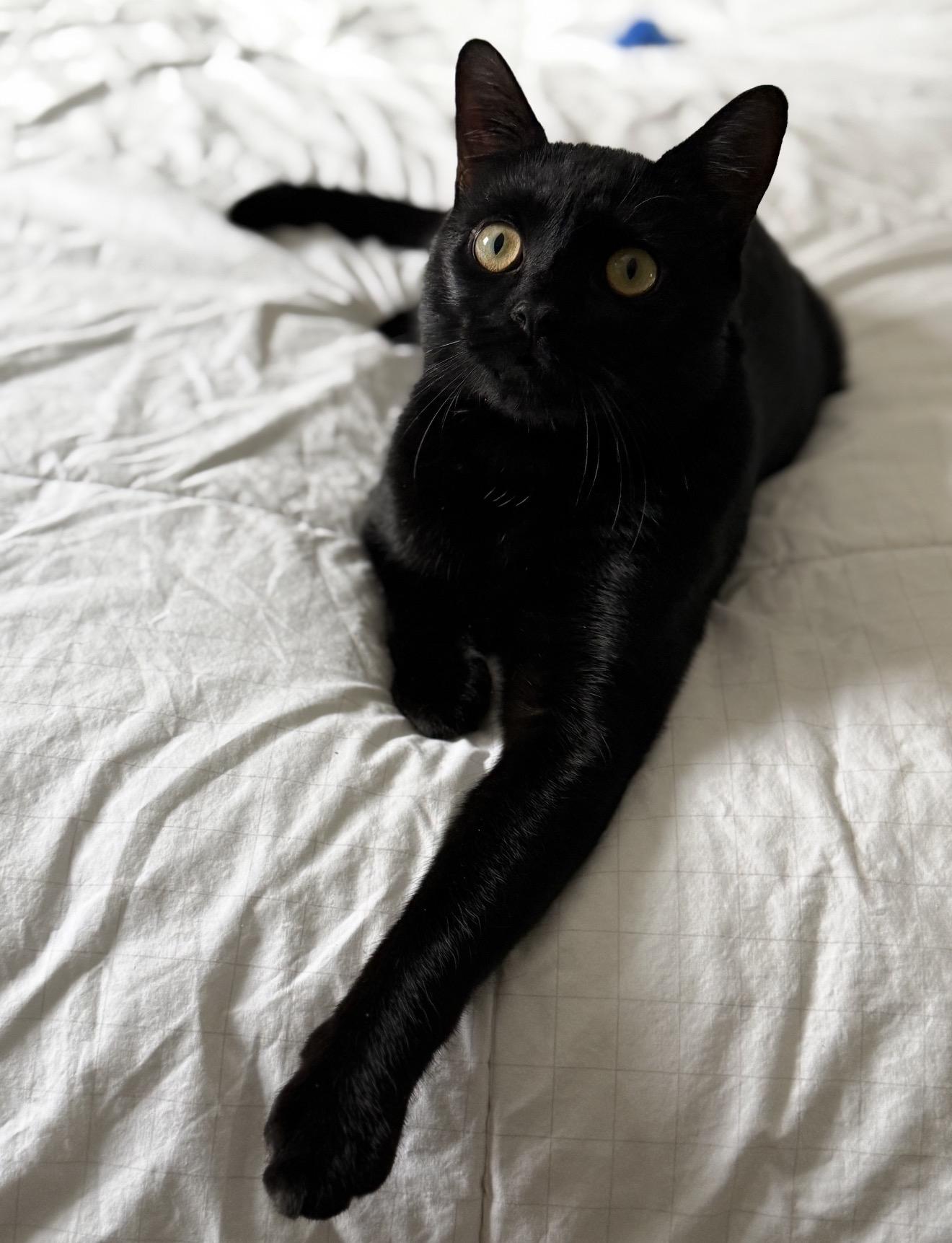 Enlarge Pickles the Cat, a Adoptable American Shorthair in Staten Island, NY image 6/6