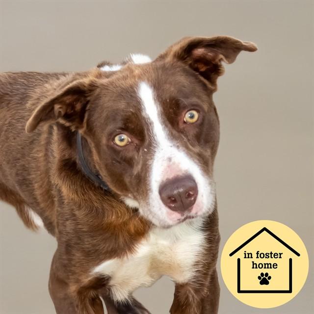 Enlarge RAMSEY, a Adoptable mixed breed in St. Louis, MO image 1/1