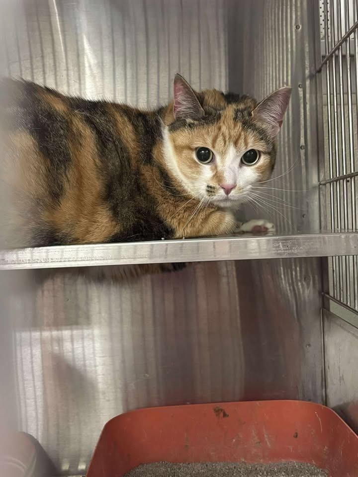 Nancy, Adoptable, Adult Female Domestic Short Hair.