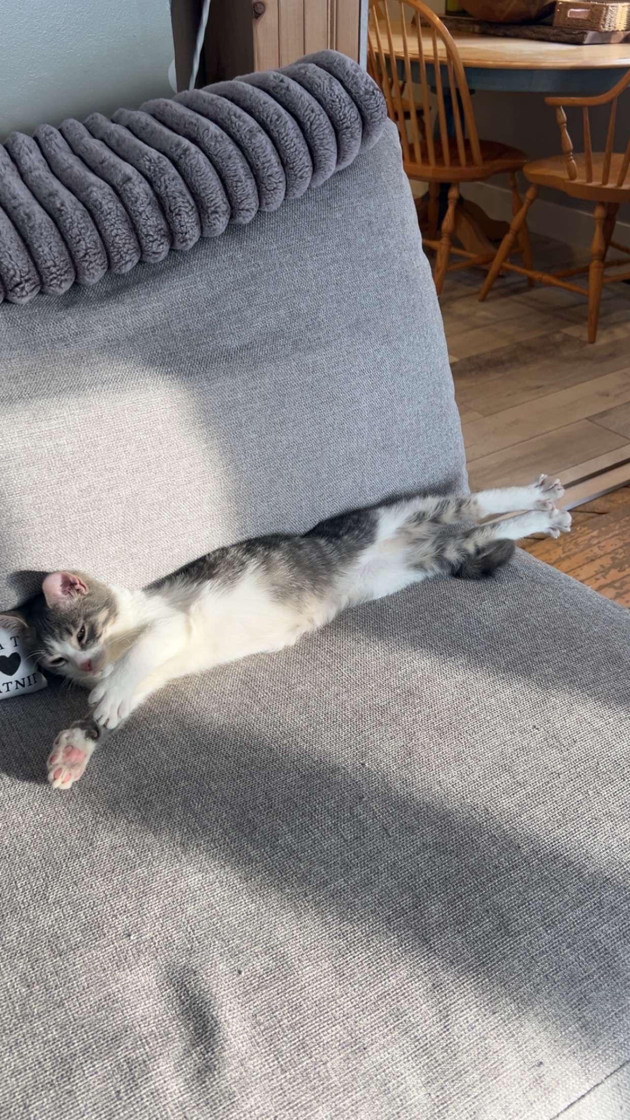 Enlarge Beefcake , an adopted Domestic Short Hair in Shakespeare, ON image 1/1