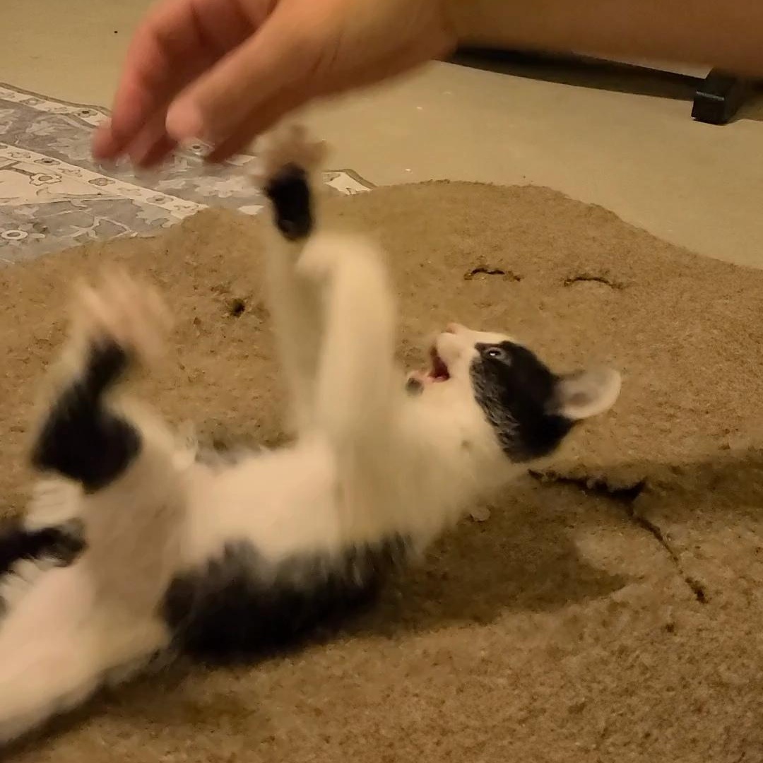 Providence - Athens, GA, a ADOPTABLE mixed breed in Athens, GA image 1/6