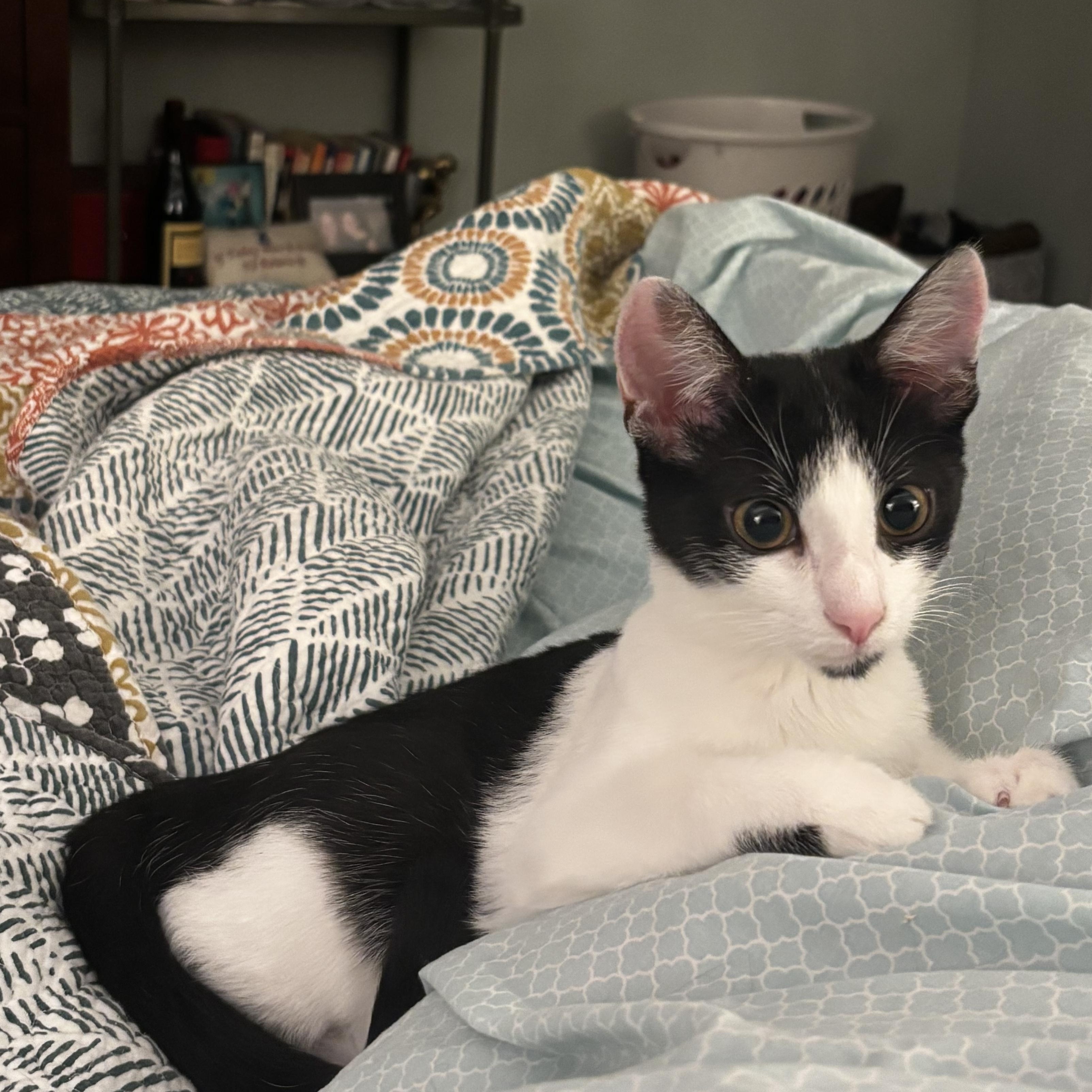 Enlarge Providence - Athens, GA, a ADOPTABLE mixed breed in Athens, GA image 6/6