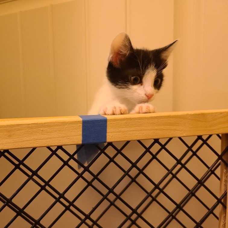 Providence - Athens, GA, a ADOPTABLE mixed breed in Athens, GA image 3/6