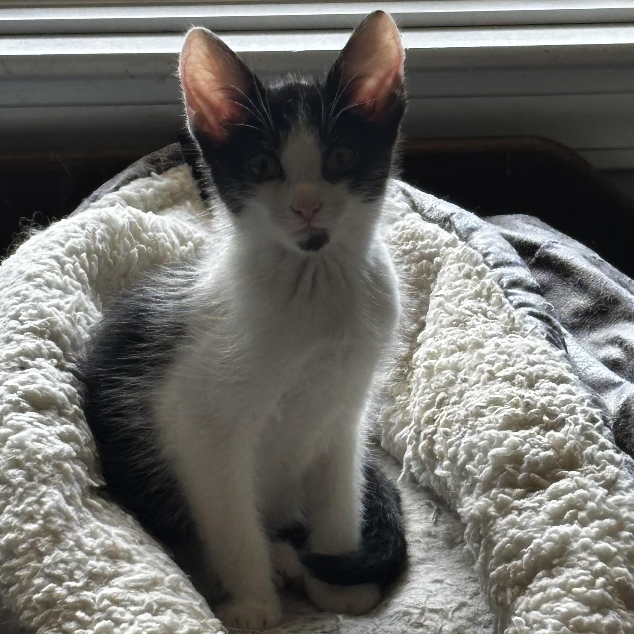 Providence - Athens, GA, ADOPTABLE, Kitten Female Domestic Short Hair & Tabby.
