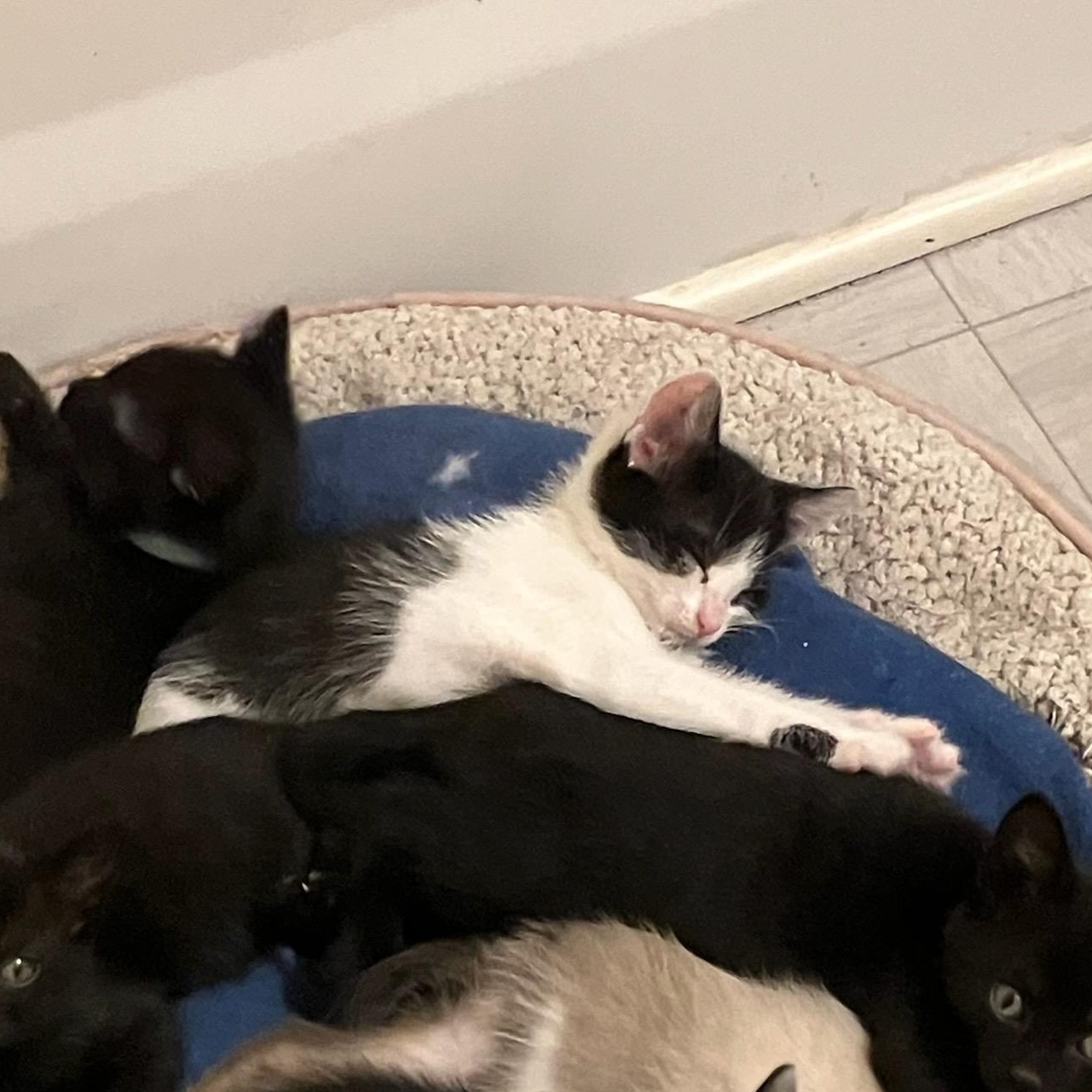 Providence - Athens, GA, a ADOPTABLE mixed breed in Athens, GA image 4/6