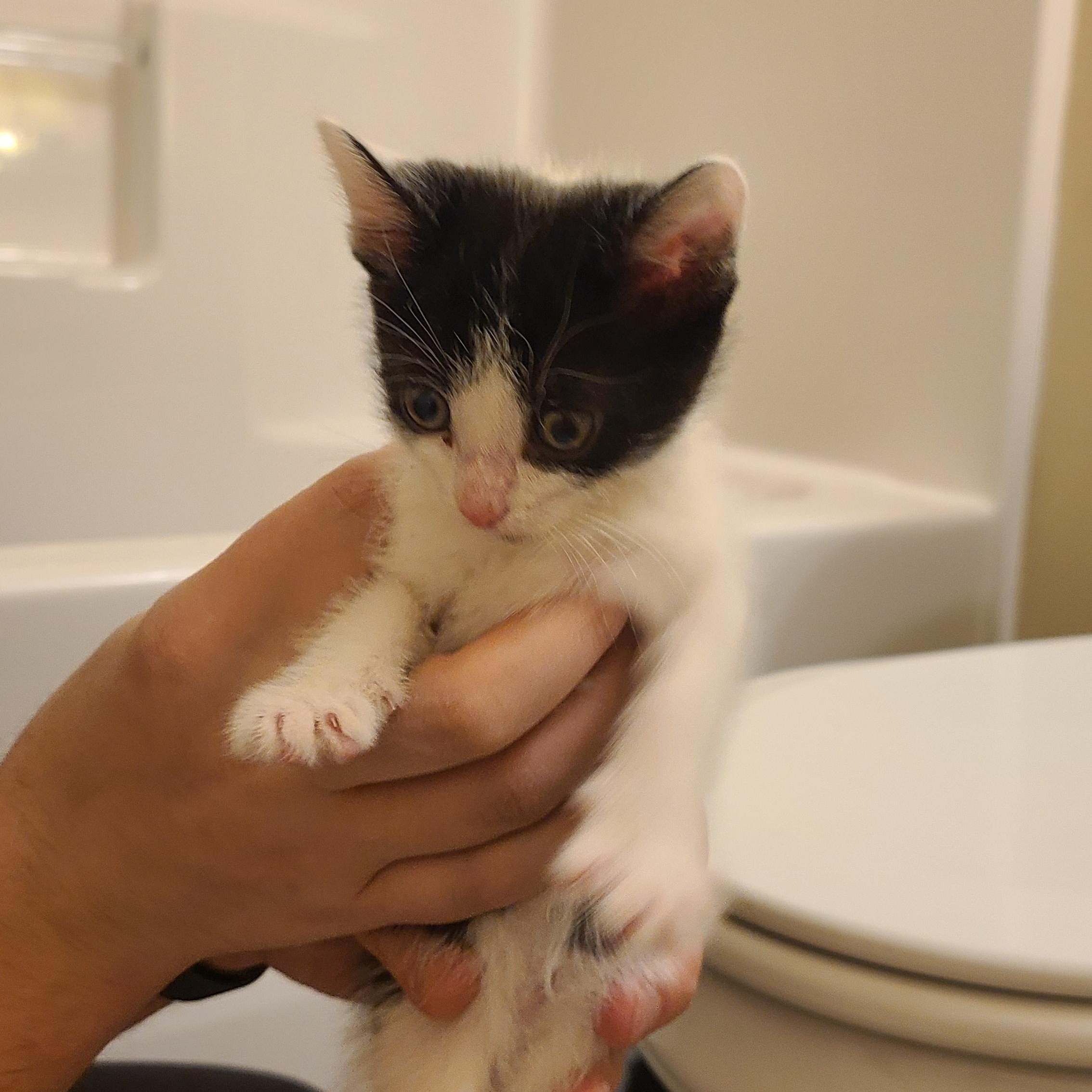 Providence - Athens, GA, a ADOPTABLE mixed breed in Athens, GA image 5/6