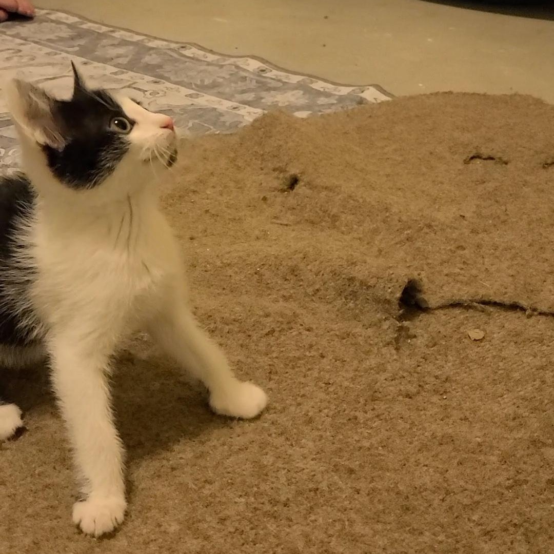 Providence - Athens, GA, a ADOPTABLE mixed breed in Athens, GA image 2/6