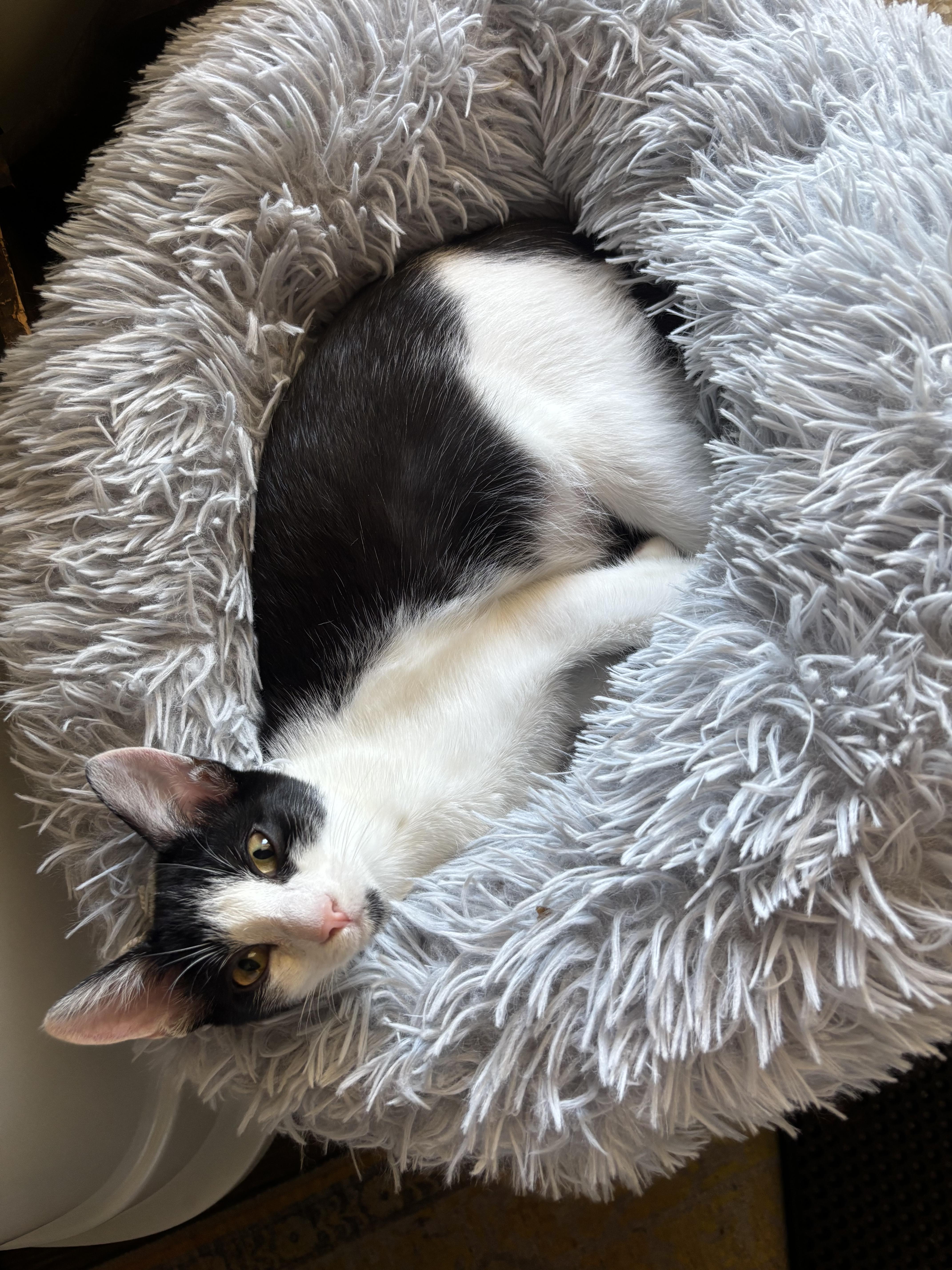 Enlarge Providence - Athens, GA, a ADOPTABLE mixed breed in Athens, GA image 1/6