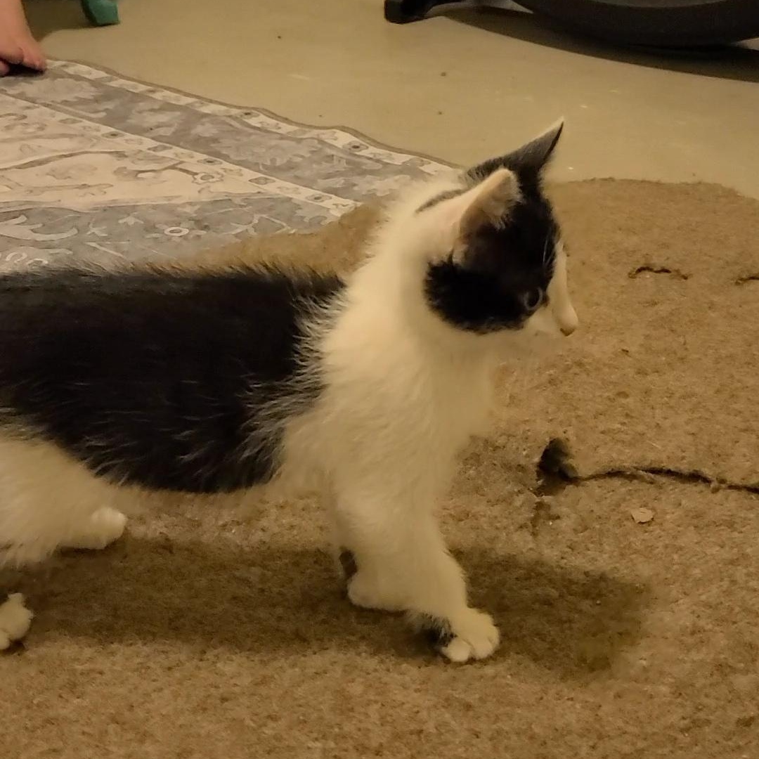 Providence - Athens, GA, a ADOPTABLE mixed breed in Athens, GA image 6/6