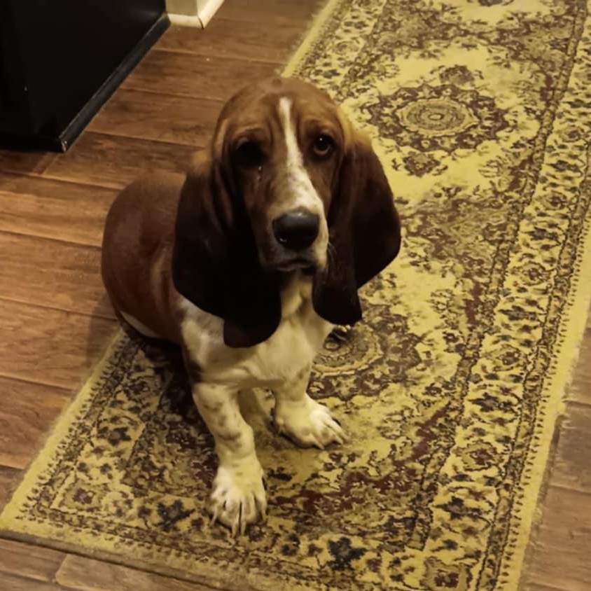 Nash Basset Hound Dog