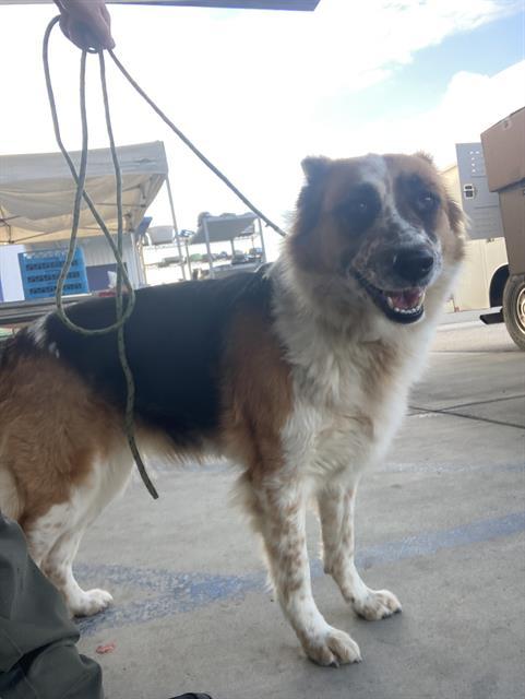 Chica -- URGENT!, adopted, Adult Female Australian Shepherd.