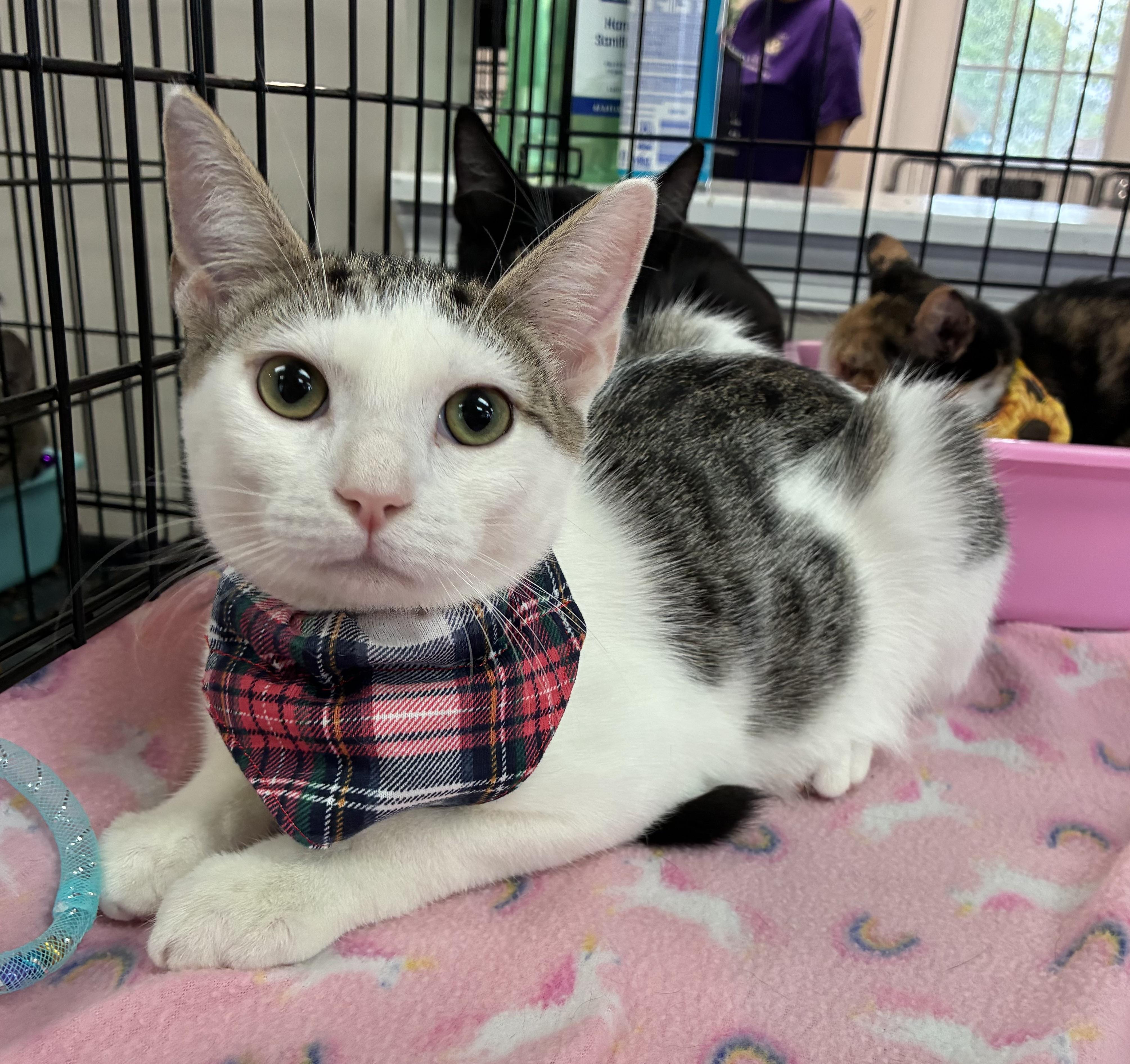 Enlarge Fred, a Adopted Domestic Short Hair in Breinigsville, PA image 1/3