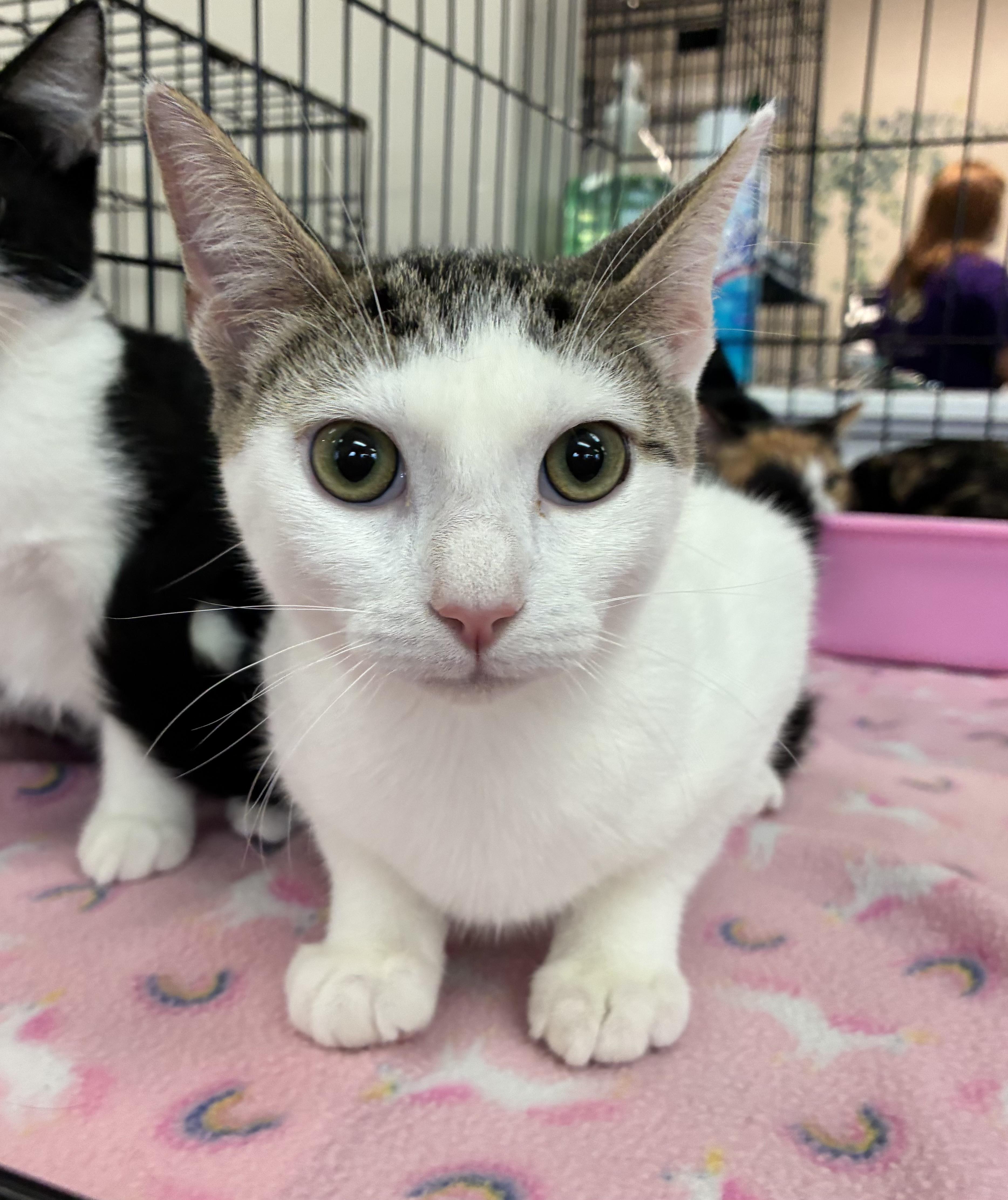 Enlarge Fred, a Adopted Domestic Short Hair in Breinigsville, PA image 3/3