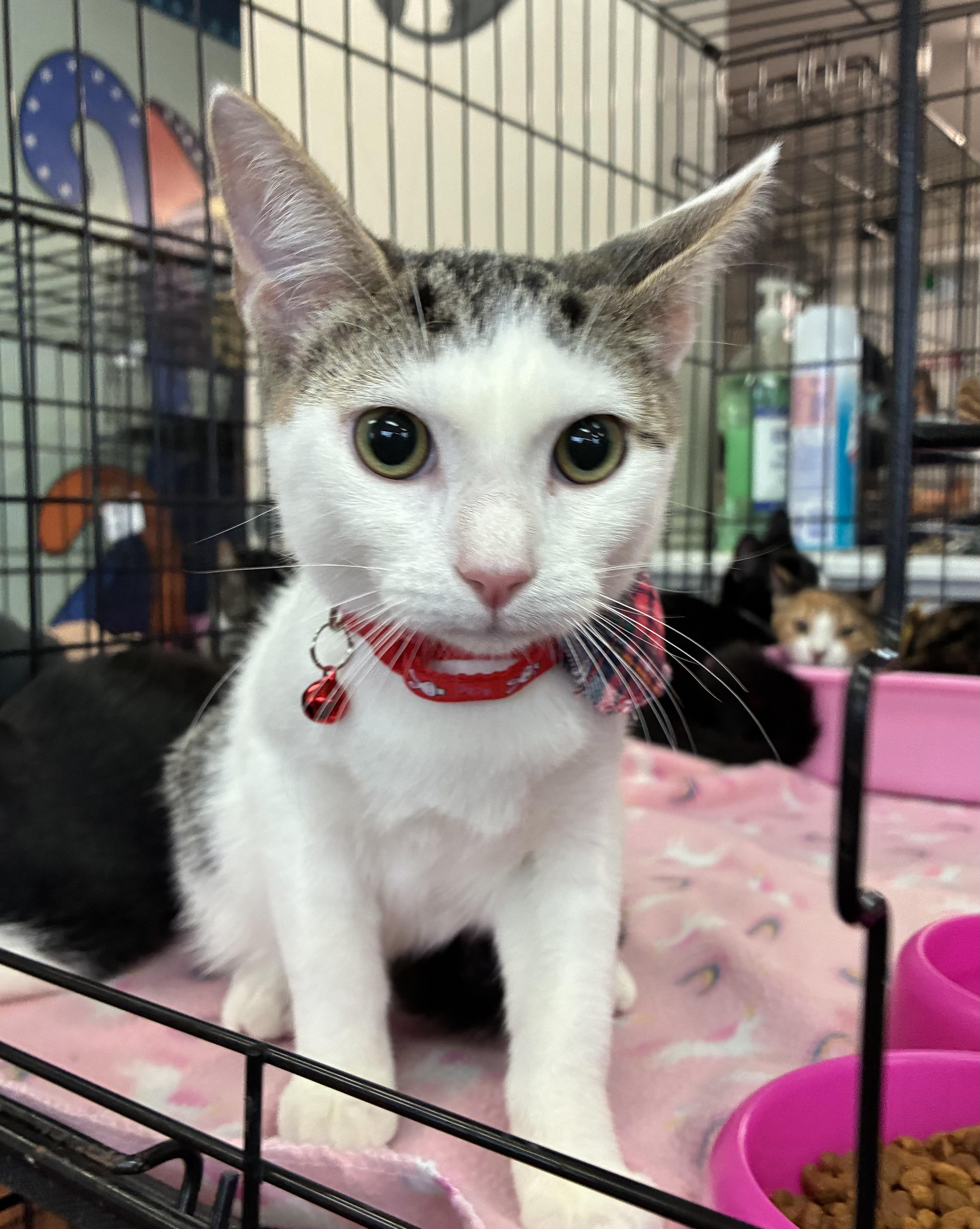 Enlarge Fred, a Adopted Domestic Short Hair in Breinigsville, PA image 2/3