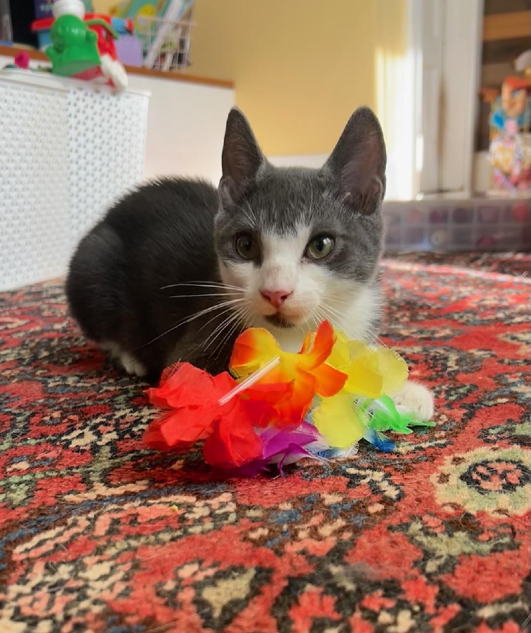 Alden, Adoptable, Kitten Male Domestic Short Hair.