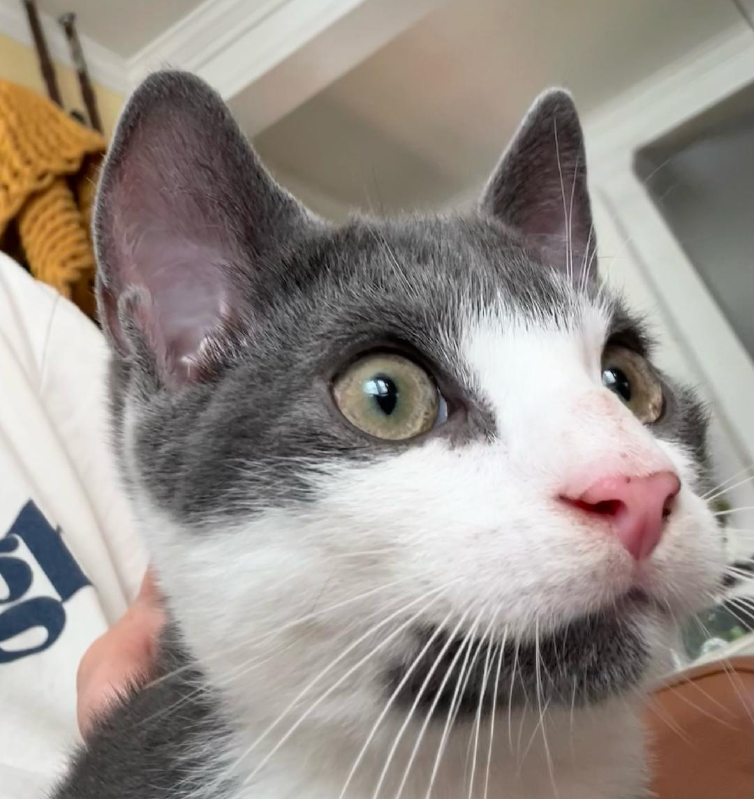 Enlarge Alden, a Adoptable Domestic Short Hair in Sicklerville , NJ image 2/2
