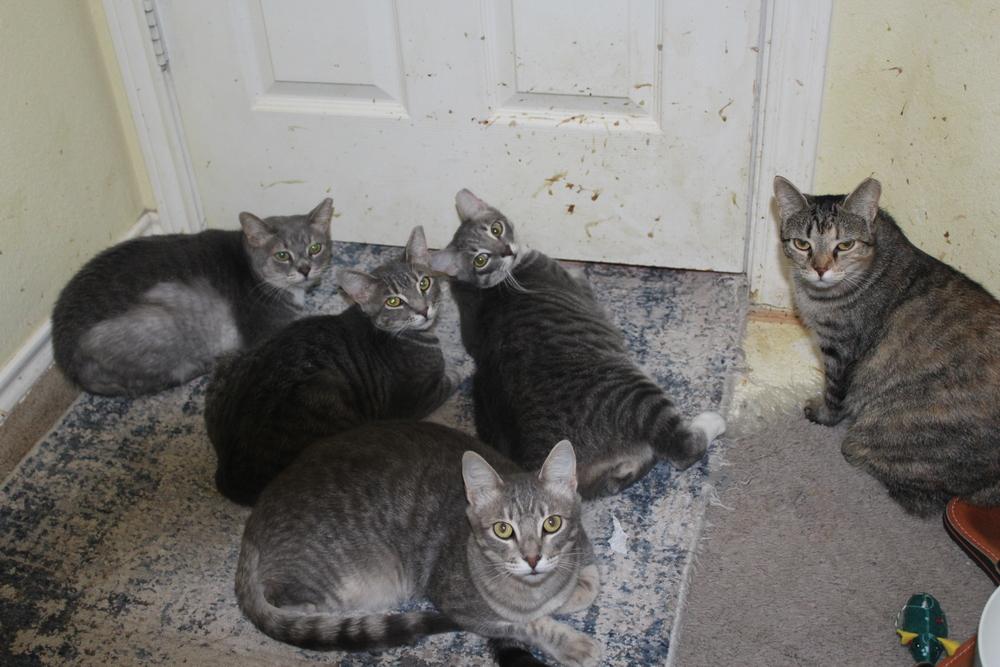 Enlarge Jackie (CL-J), a Adoptable mixed breed in Austin, TX image 1/5