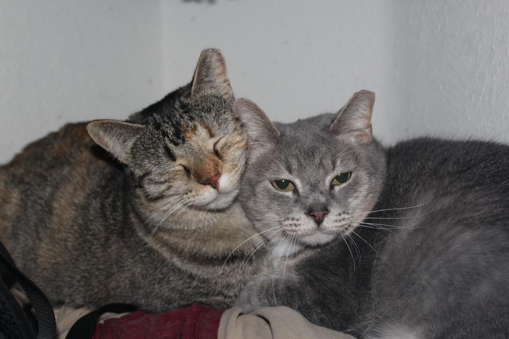 Jackie (CL-J), Adoptable, Adult Female Domestic Short Hair.