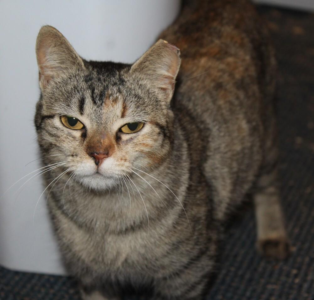 Enlarge Jackie (CL-J), a Adoptable mixed breed in Austin, TX image 3/5