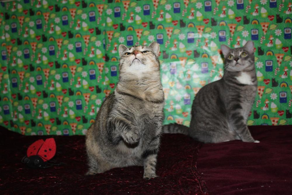 Enlarge Jackie (CL-J), a Adoptable mixed breed in Austin, TX image 5/5