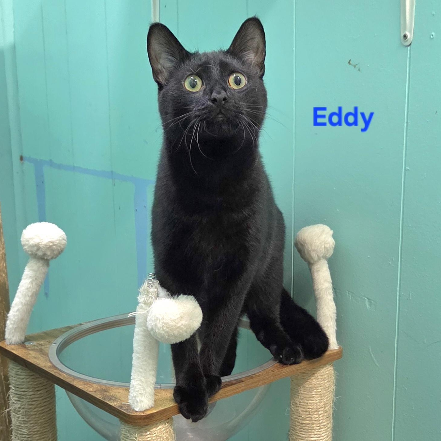 Eddy, Adoptable, Young Male British Shorthair & Domestic Short Hair.