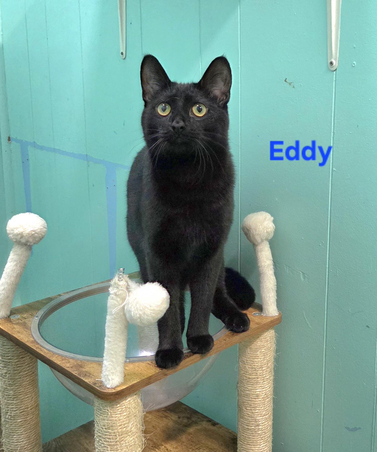Enlarge Eddy, a Adoptable mixed breed in Whitewater, WI image 4/4