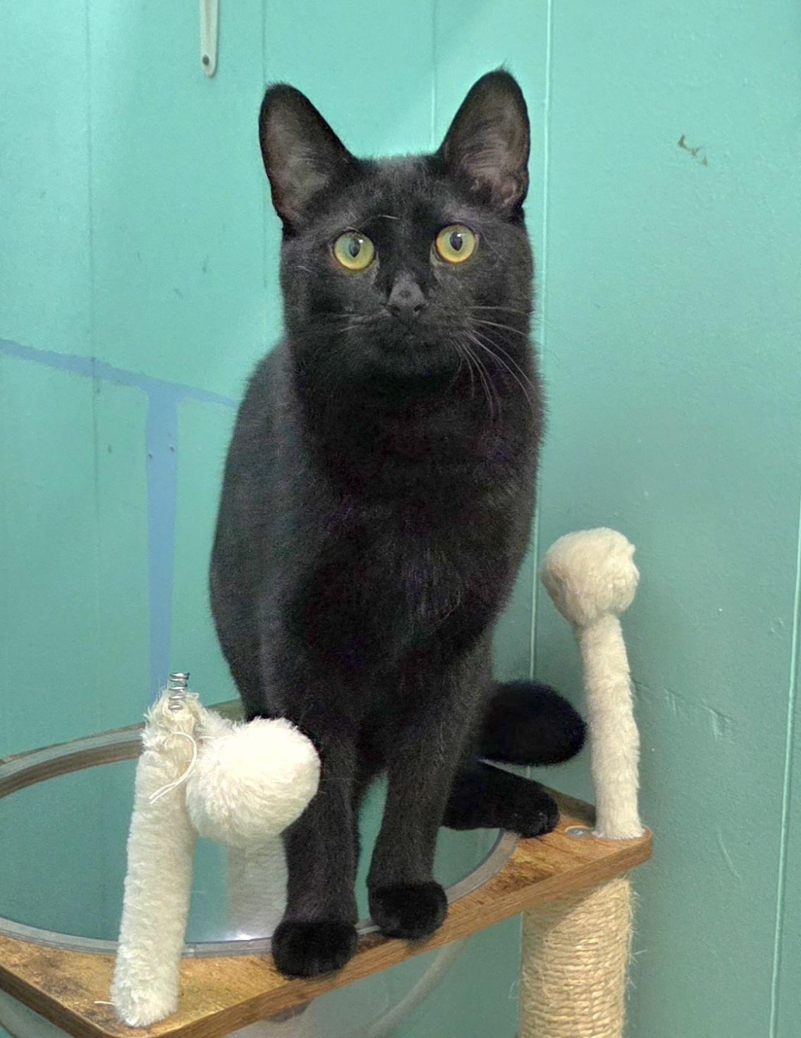 Enlarge Eddy, a Adoptable mixed breed in Whitewater, WI image 2/4