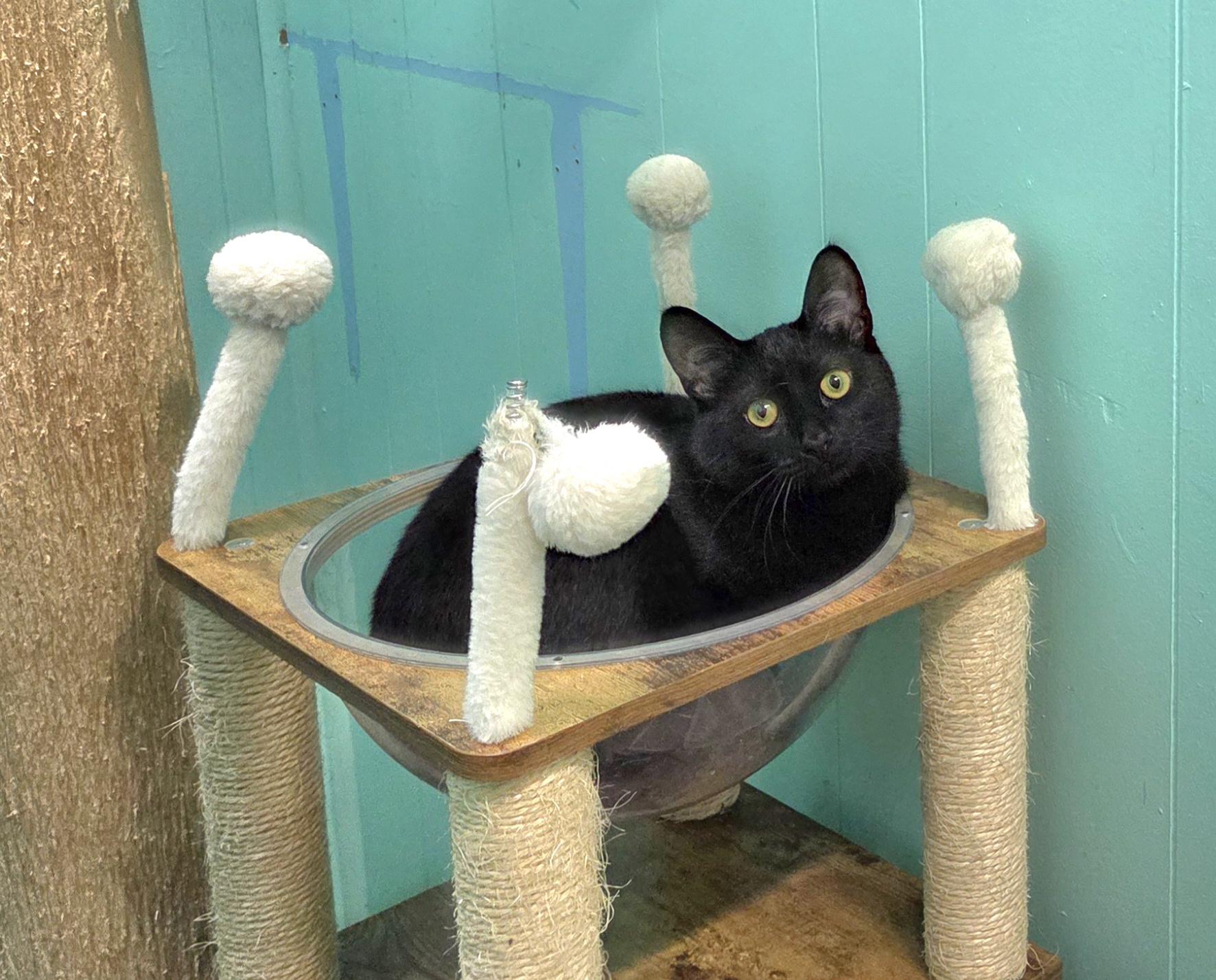 Enlarge Eddy, a Adoptable mixed breed in Whitewater, WI image 3/4