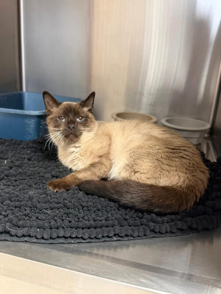 Enlarge Mr.P, an adopted Domestic Short Hair in Columbus, NE image 1/1