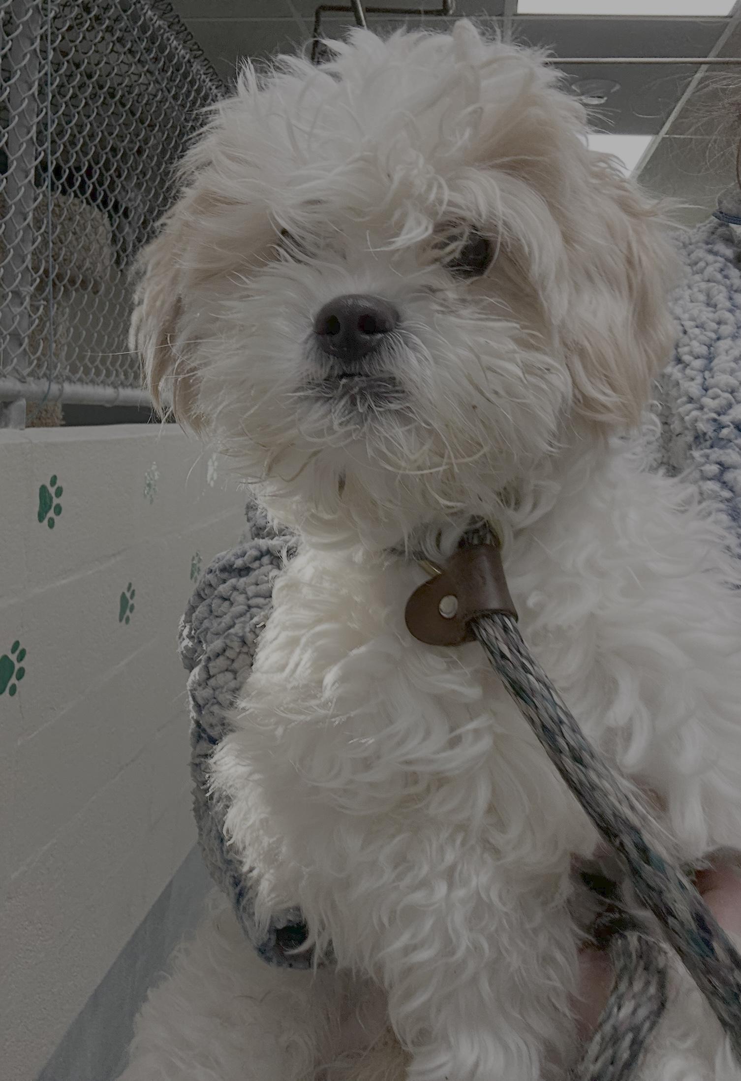 Enlarge Marshmallow, an adopted mixed breed in Oak Ridge, NJ image 3/3