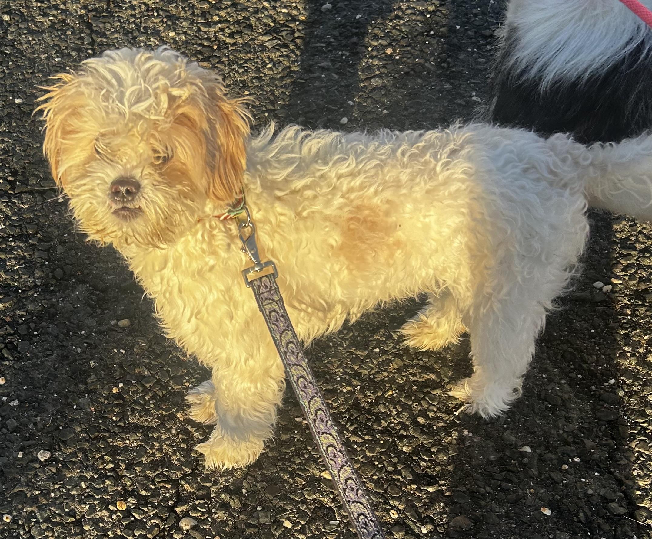 Enlarge Marshmallow, an adopted mixed breed in Oak Ridge, NJ image 2/3