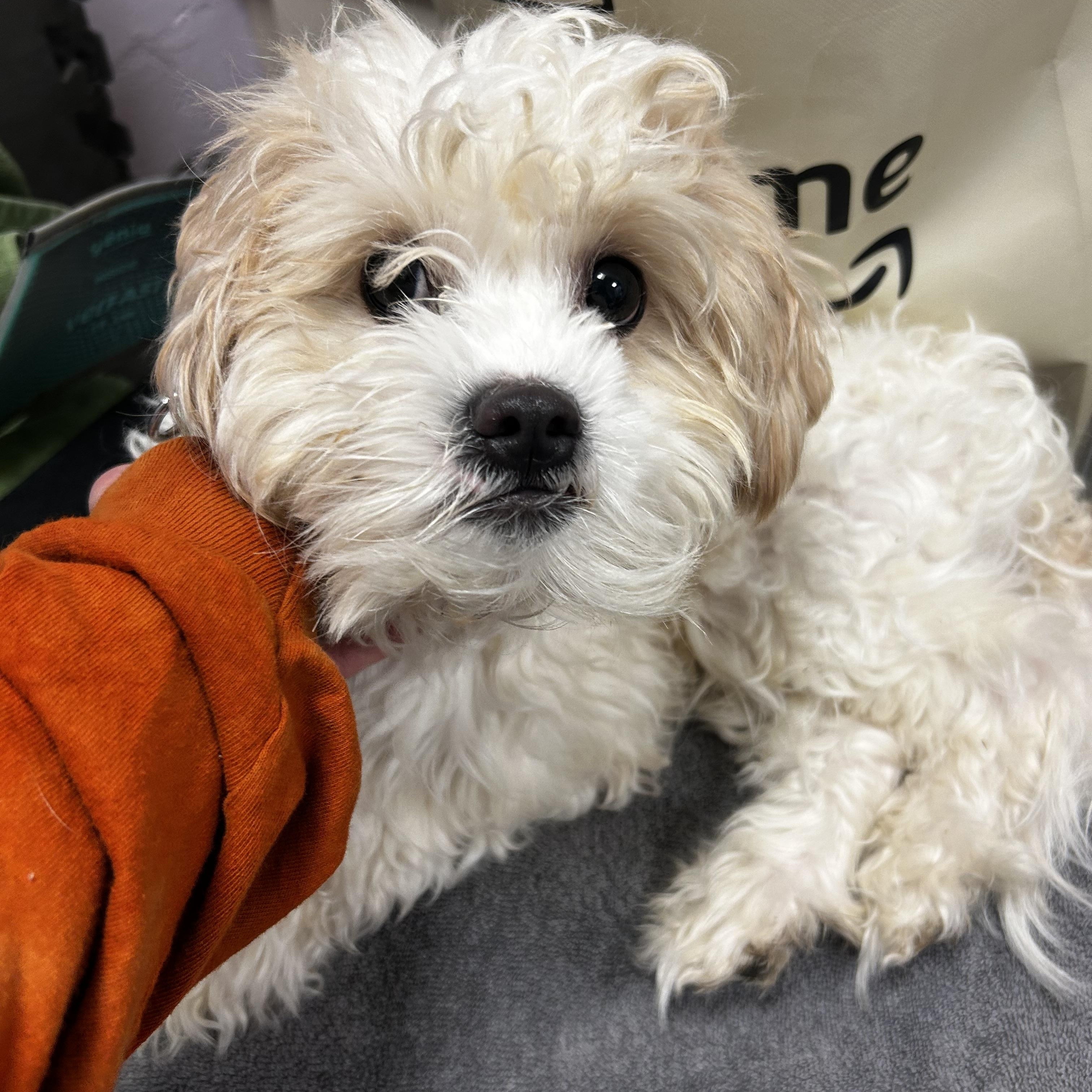 Enlarge Marshmallow, an adopted mixed breed in Oak Ridge, NJ image 1/3