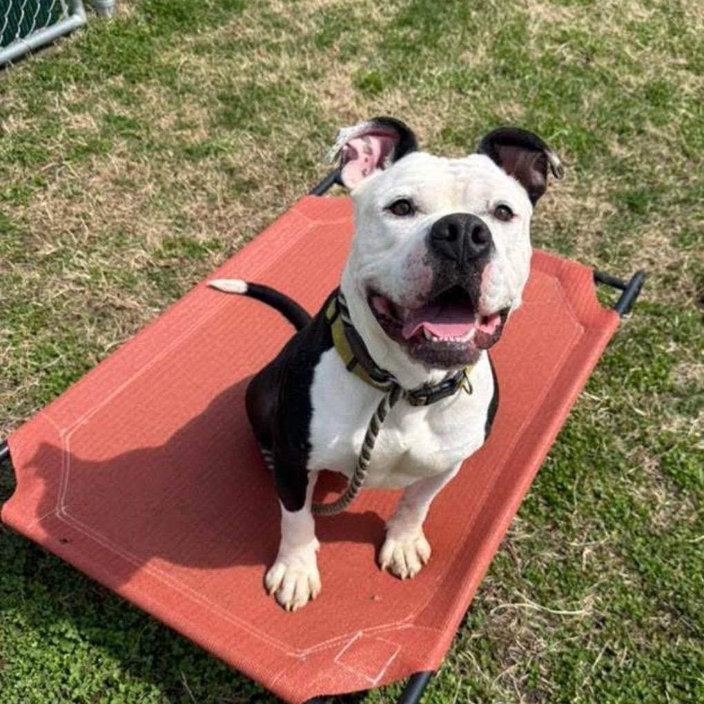 Zeus, Adoptable, Adult Male American Bulldog & Mixed Breed.