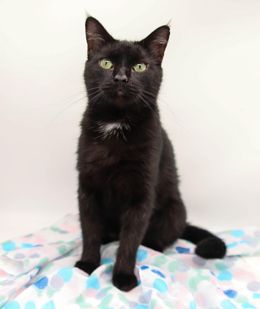 Enlarge Joey VI, a Adoptable Domestic Short Hair in Muskegon, MI image 1/1