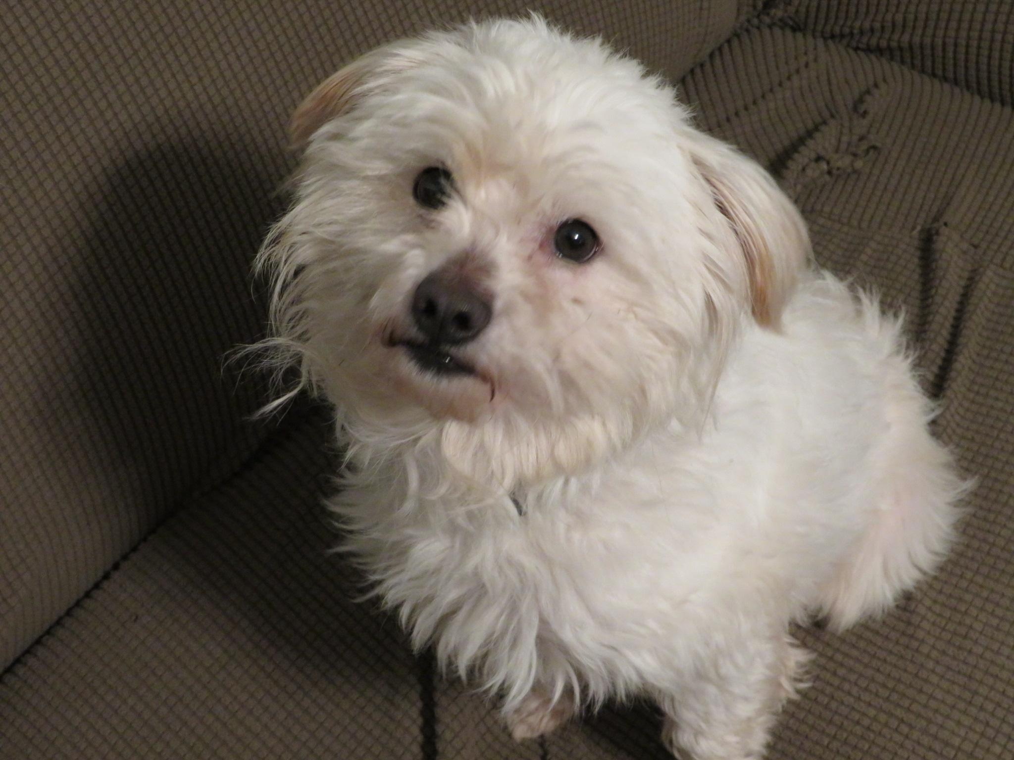 Enlarge Pipkin, a ADOPTABLE mixed breed in Waxhaw, NC image 4/6