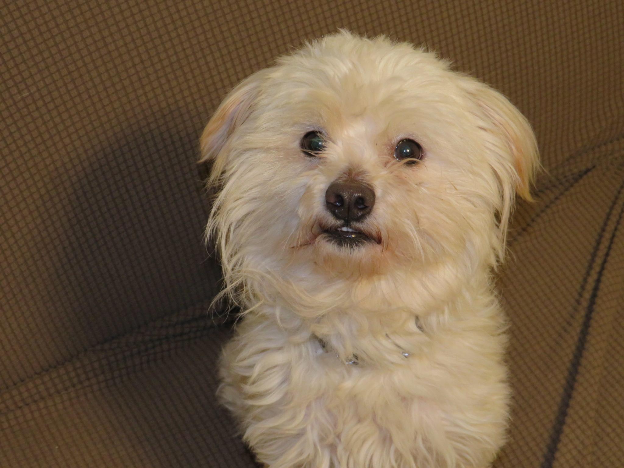Enlarge Pipkin, a ADOPTABLE mixed breed in Waxhaw, NC image 3/6