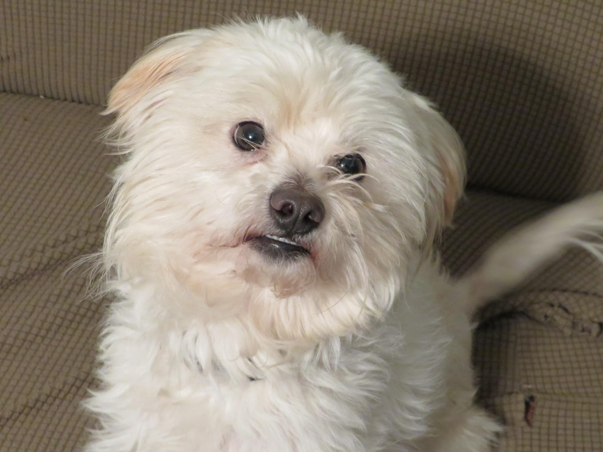 Enlarge Pipkin, a ADOPTABLE mixed breed in Waxhaw, NC image 5/6