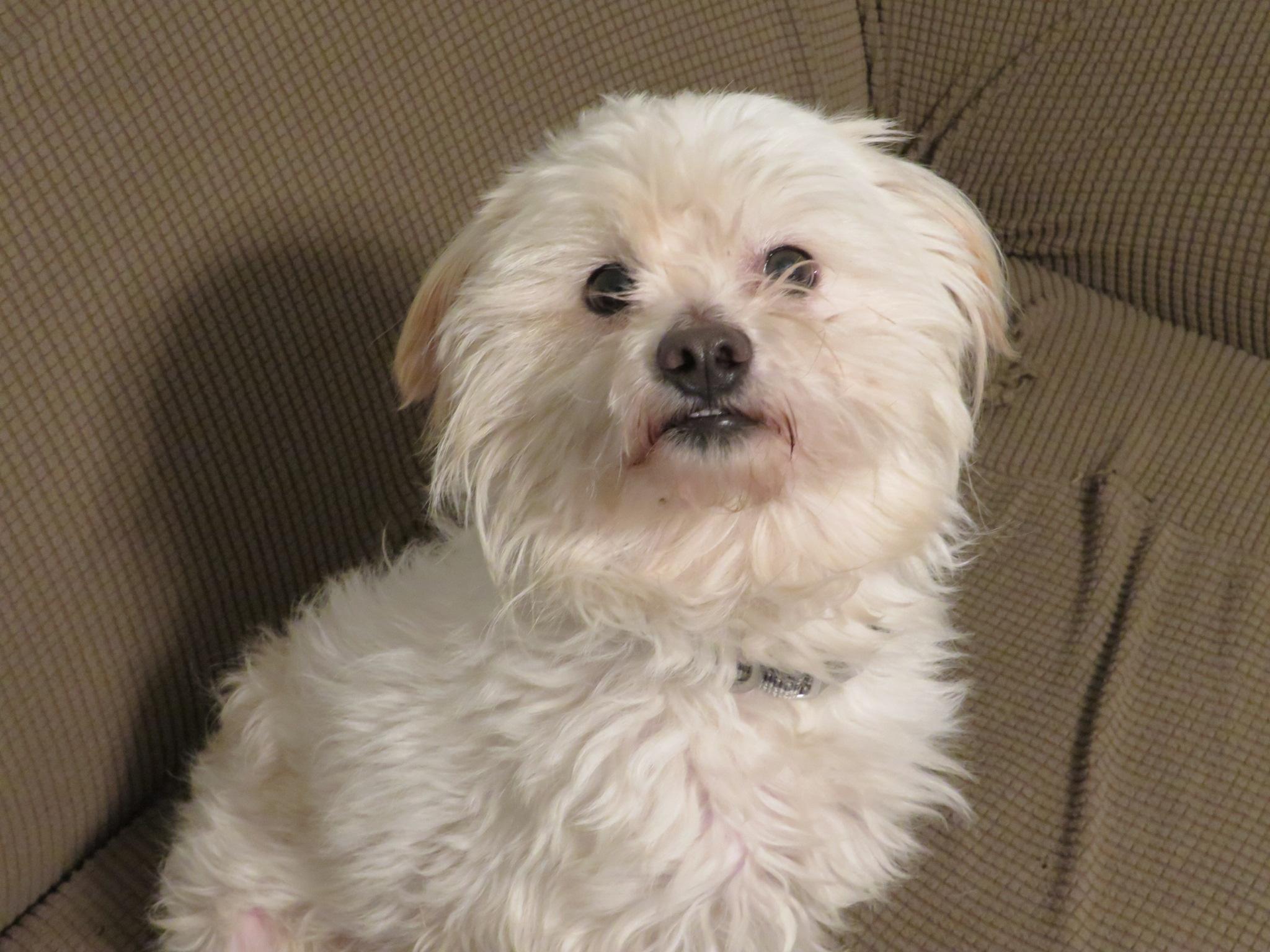 Enlarge Pipkin, a ADOPTABLE mixed breed in Waxhaw, NC image 2/6