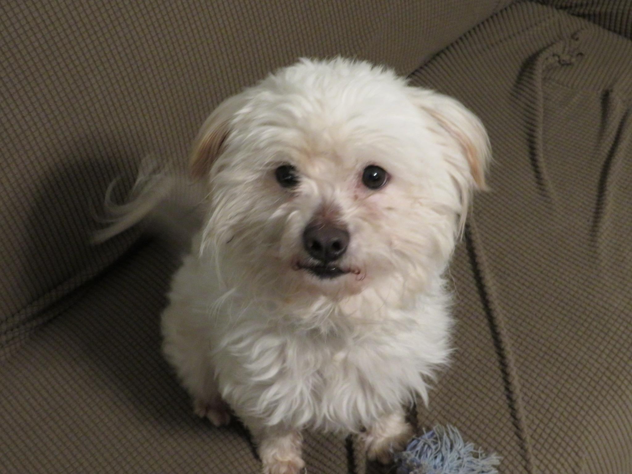 Enlarge Pipkin, a ADOPTABLE mixed breed in Waxhaw, NC image 1/6