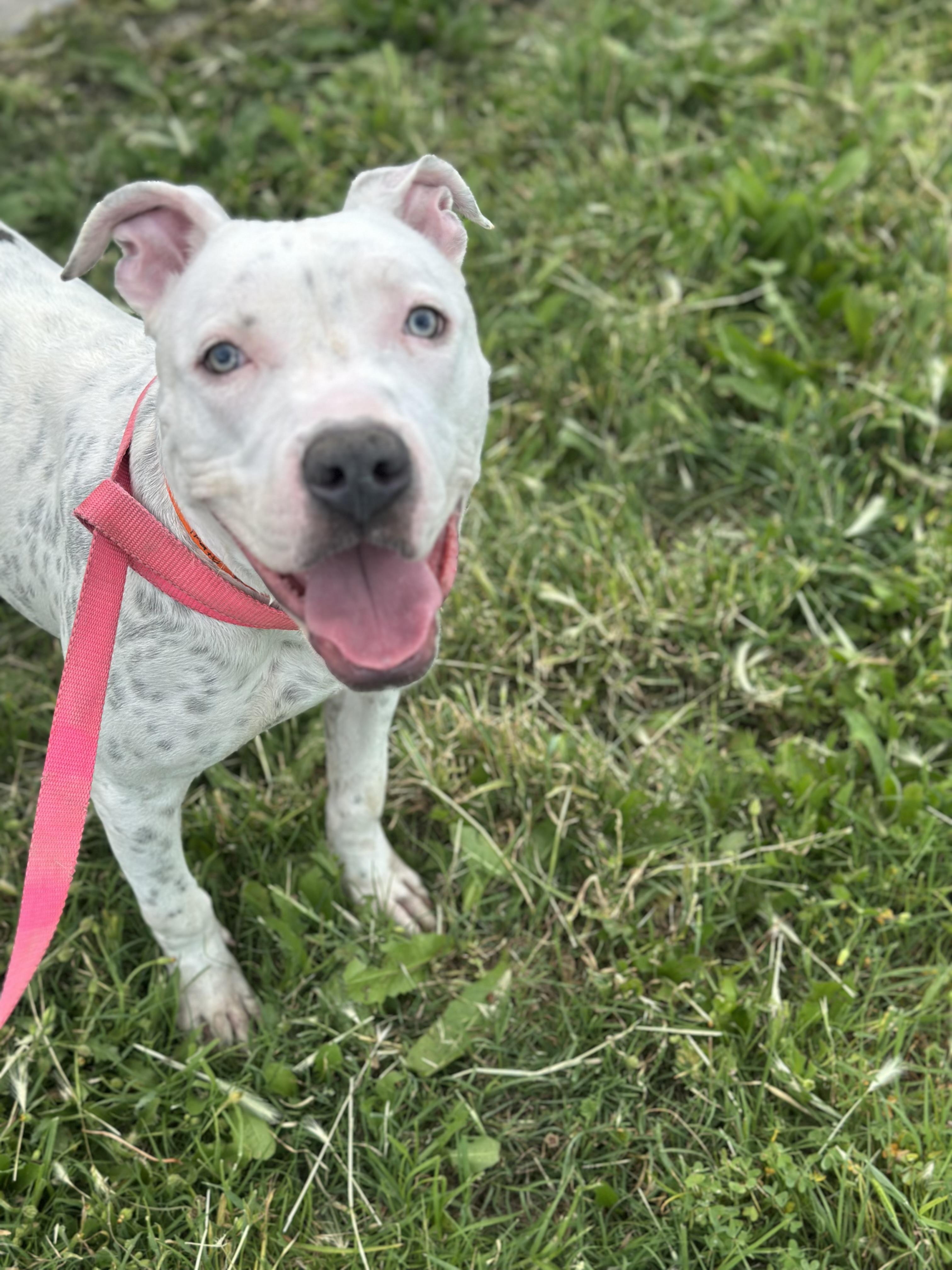 Enlarge McFlurry, a ADOPTABLE mixed breed in West Hills, CA image 2/5