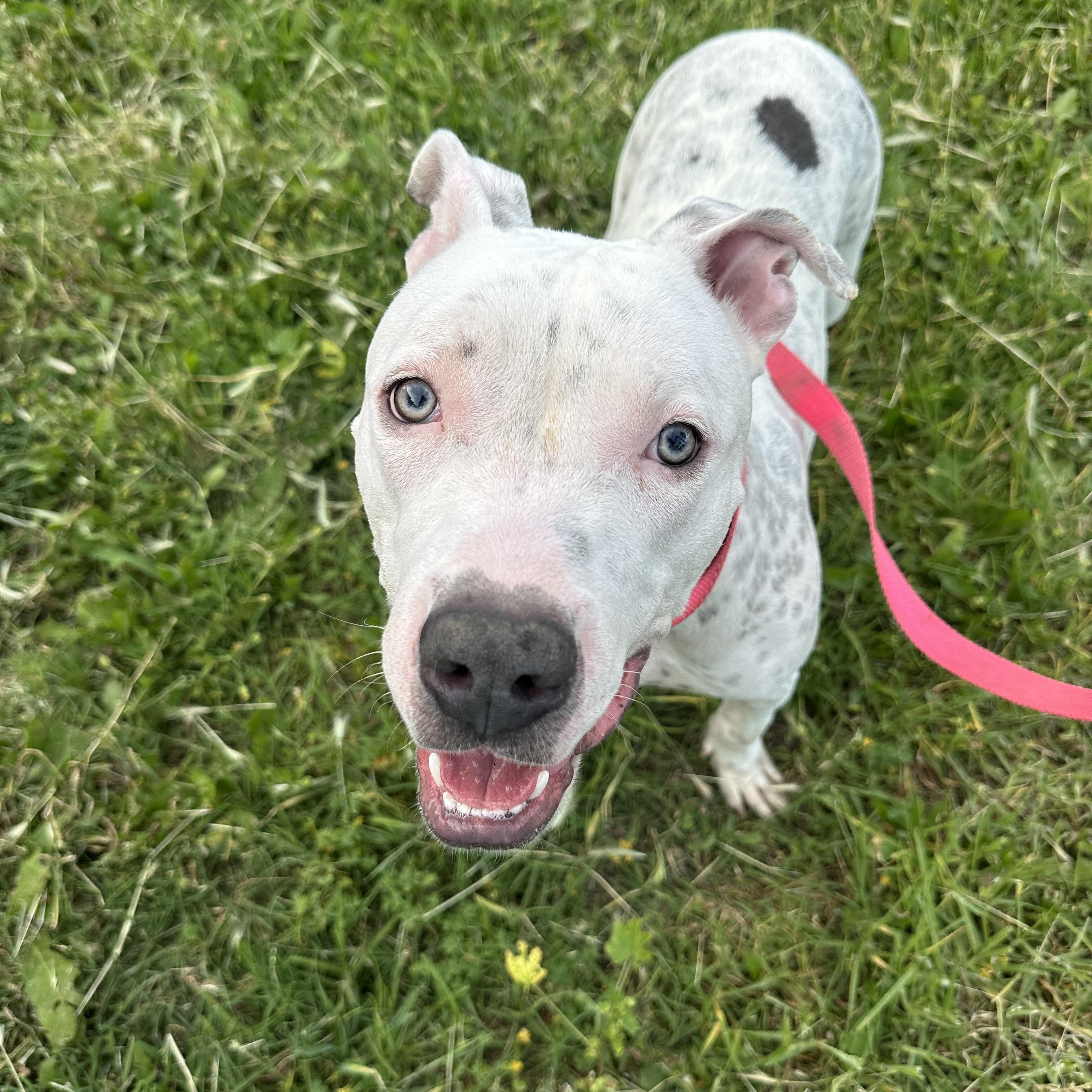 Enlarge McFlurry, a ADOPTABLE mixed breed in West Hills, CA image 1/5